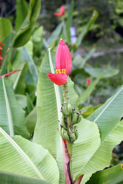 Red Banana Flower In Blossom Free Stock Photo - Public Domain Pictures