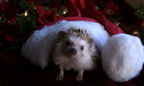 Pin by Tiffany Sylvester on Photography | Hedgehog pet, Cute animals ...