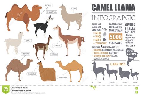 Kamel, Lama, Guanaco, Alpaka Züchtet Infographic Schablone Vektor Abbildung | Lamas, Alpaka ...