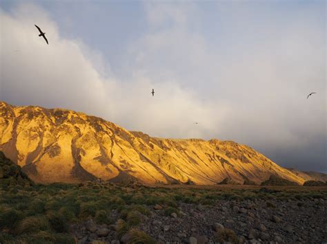 The Island — Macquarie Island Conservation Foundation