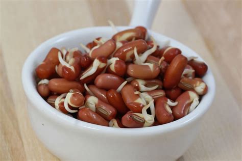 How to grow Adzuki Bean Sprouts