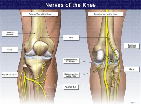 Nerves of the Knee - TrialQuest Inc.