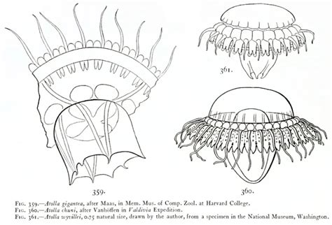 Atolla jellyfish - Facts, Diet, Habitat & Pictures on Animalia.bio