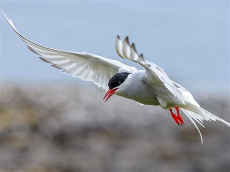 Arctic Tern Migration: A Complete Guide | Birdfact