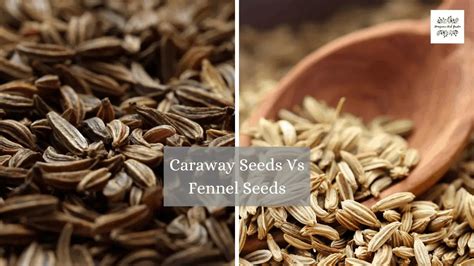 Caraway Seeds Vs Fennel Seeds - Homegrown Herb Garden