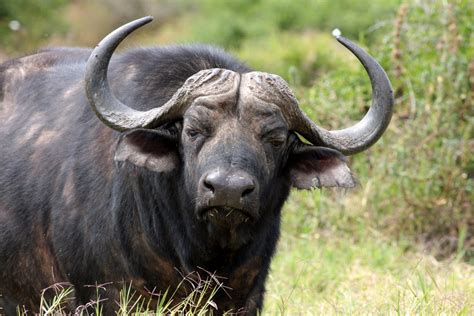 Free Cape buffalo at Addo park,South Africa 4 Stock Photo - FreeImages.com