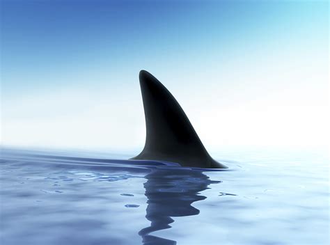 What if there were no sharks? | HowStuffWorks