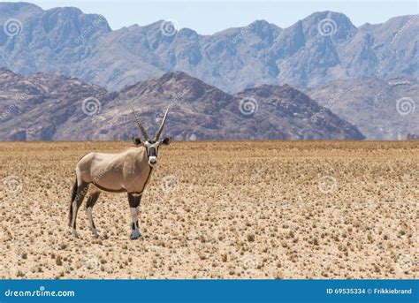 Oryx 2 stock photo. Image of namibia, desert, grass, oryx - 69535334