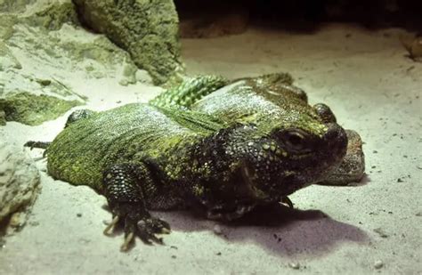 Uromastyx - Description, Habitat, Image, Diet, and Interesting Facts