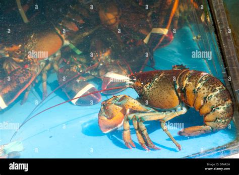 Lobster tank hi-res stock photography and images - Alamy