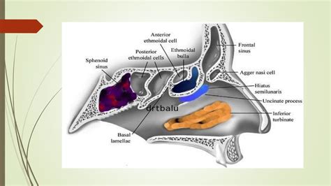 Surgical anatomy of osteomeatal complex