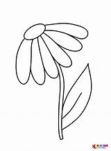 Daisy Flowers Simple Coloring Page  Free Printable Pages sketch template