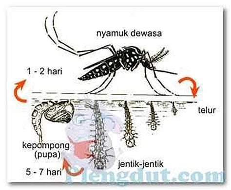 Gambar Telur Nyamuk Aedes Aegypti – cabai