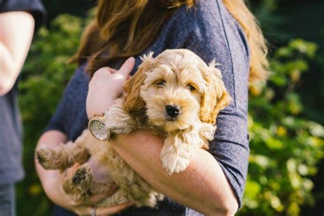 Five things you need to know to keep your cockapoo safe in summer | Pets4Homes | Cockapoo, Dog ...