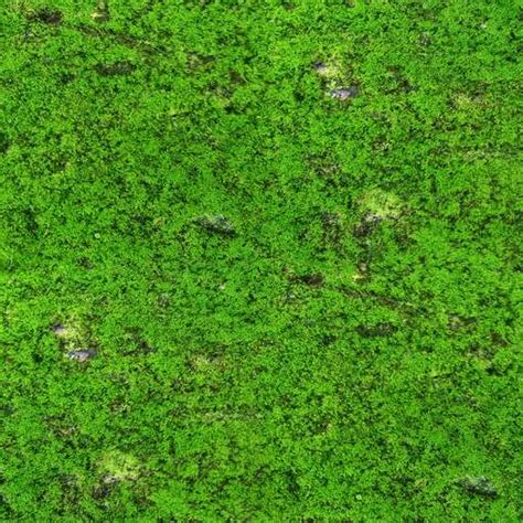 Seamless Moss Texture