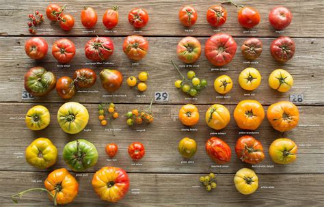 Heirloom Tomatoes and Seed Saving – Wildsight