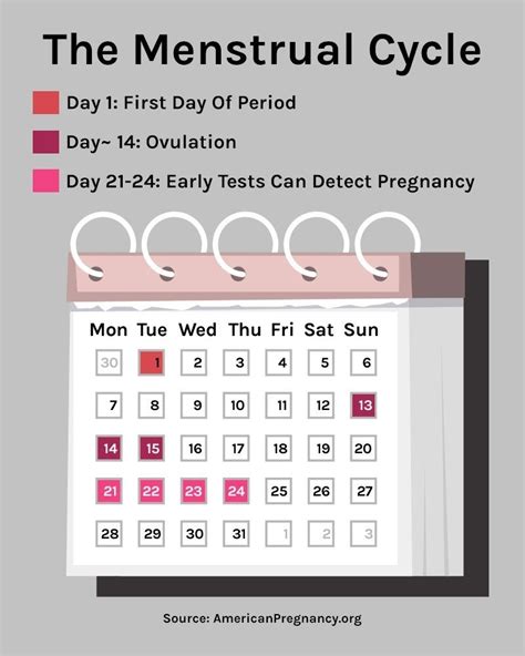 Ovulation Calendar 3 Week Cycle | Month Calendar Printable