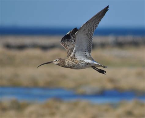 eurasian curlew 4 by perwistrand on DeviantArt