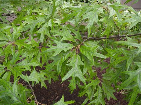 Spanish Oak (Quercus falcata)