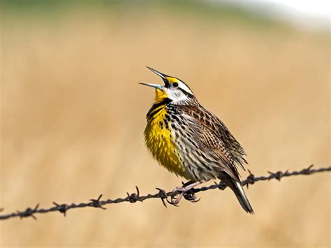 Eastern Meadowlark - FeederWatch