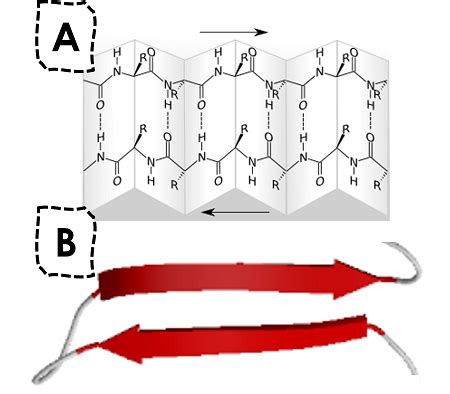 Beta Sheet Structure