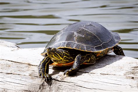 Oregon Turtles