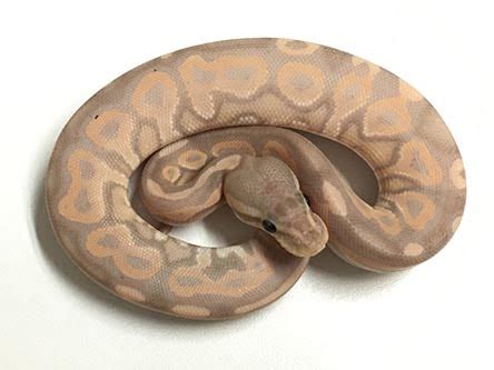 Cinnamon Banana Ball Python for Sale - xyzReptiles