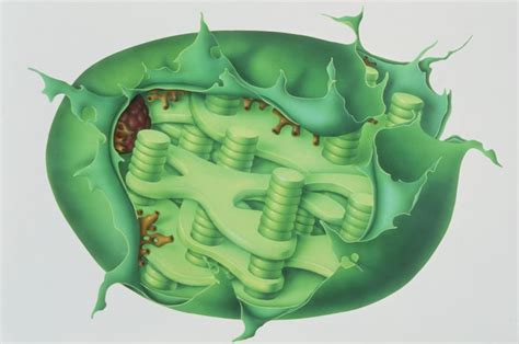 Thylakoid Definition and Function