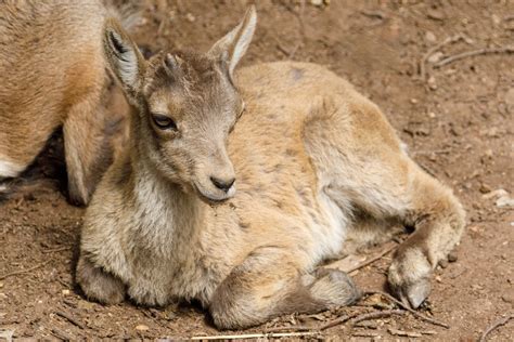 Alpine Ibex Baby Free Stock Photo - Public Domain Pictures