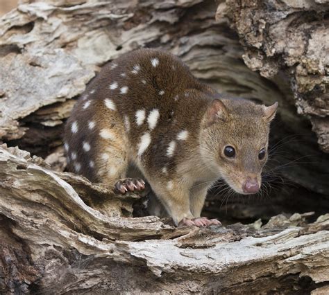 Dasyurus maculatus (Kerr, 1792), Spotted-tailed Quoll