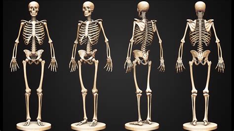 Tìm hiểu 87+ mô hình xương người 3d tuyệt vời nhất - Eteachers