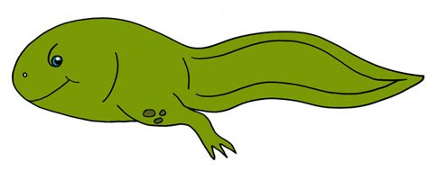 Tadpole Clipart | Free download on ClipArtMag