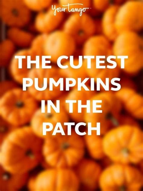 40 Pumpkin Quotes & Puns For Fall Instagram Captions | Pumpkin quotes ...