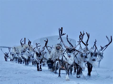 Nomadic #Dolgan #reindeer herders migrating in #Anabar District of #Yakutia, in early February ...