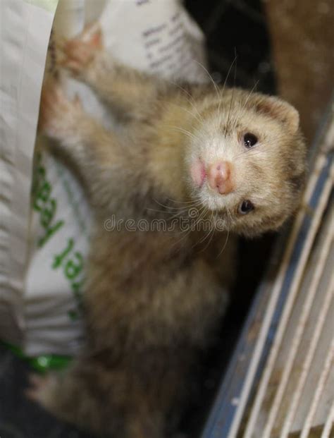 Silver the Ferret stock image. Image of white, pets, exotic - 7271621