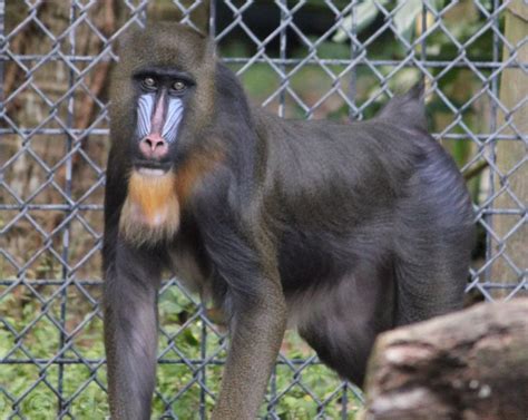 Mandrill - Lowry Park Zoo, Tampa, FL | Mandrill, Zoo, Animals