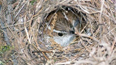 Nesting Habits of Wrens - Timing, Selection and Breeding Behavior