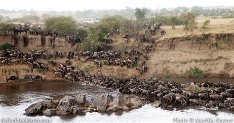 A Wildebeest River Crossing in the Serengeti National Park in Tanzania