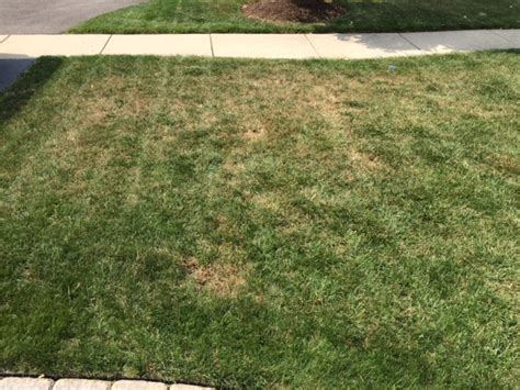 Lawn*Doctor Lawn Care Insights: Grub Damage in my lawn