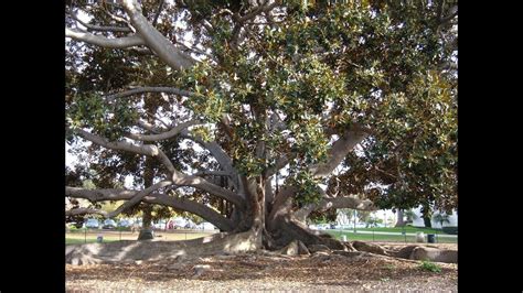 Massive 144 yr old FIG TREE Falls in Los Angeles During Chinese Festival!! - YouTube