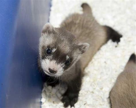 Baby Boom for Endangered Black-Footed Ferrets at National Zoo | Live Science