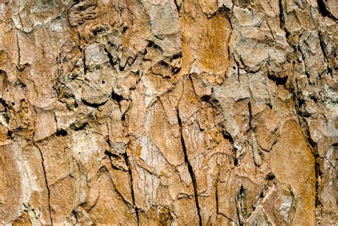 Background, Texture - Rotten Wood Stock Photo - Image of disease, stump ...