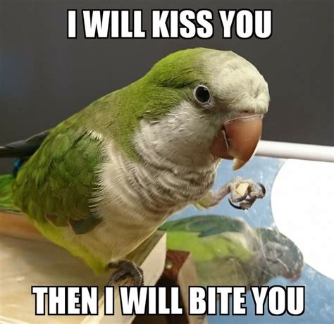 Very straightforward. #funnybirds #parrotlife #birbmemes in 2024 ...