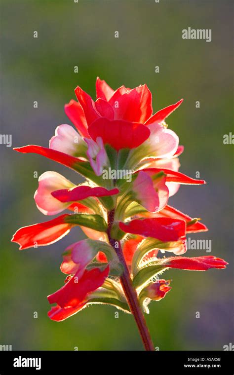 Texas Indian Paintbrush: Castilleja indivisa Stock Photo - Alamy