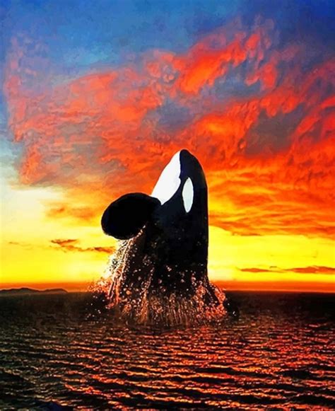 Orca Sunset