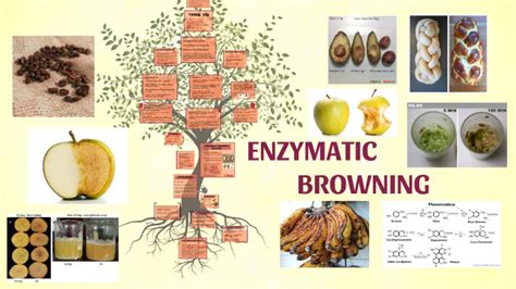 ENZYMATIC BROWNING by adeline sabrina on Prezi