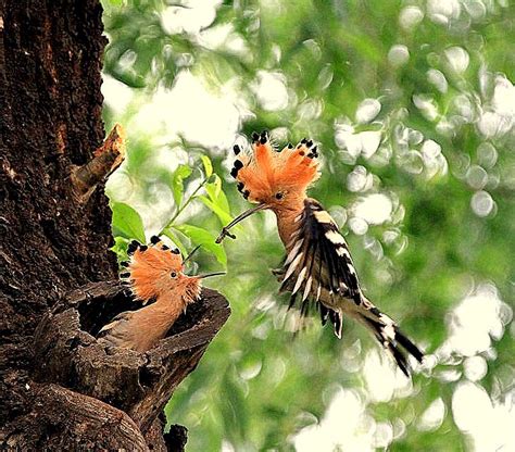 BARRY the BIRDER: The national bird of Israel...