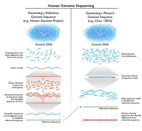 The Cost of Sequencing a Human Genome