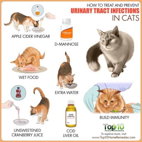 What Causes Frequent Uti In Cats - litle cats