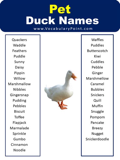 List Of Best Funny Duck Names - Vocabulary Point